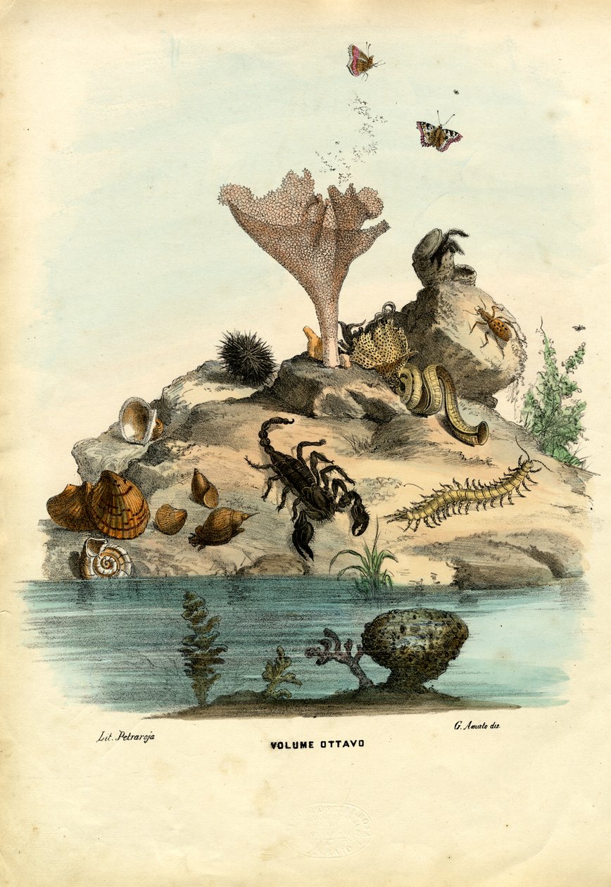 Strona tytułowa, 1863-79 autorstwa Raimundo Petraroja