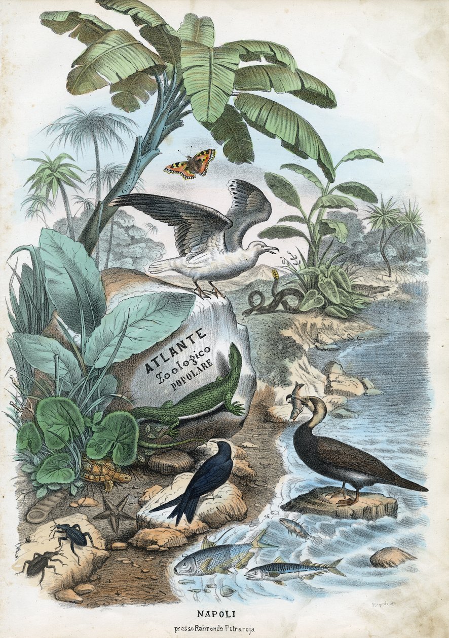Strona tytułowa, 1863-79 autorstwa Raimundo Petraroja