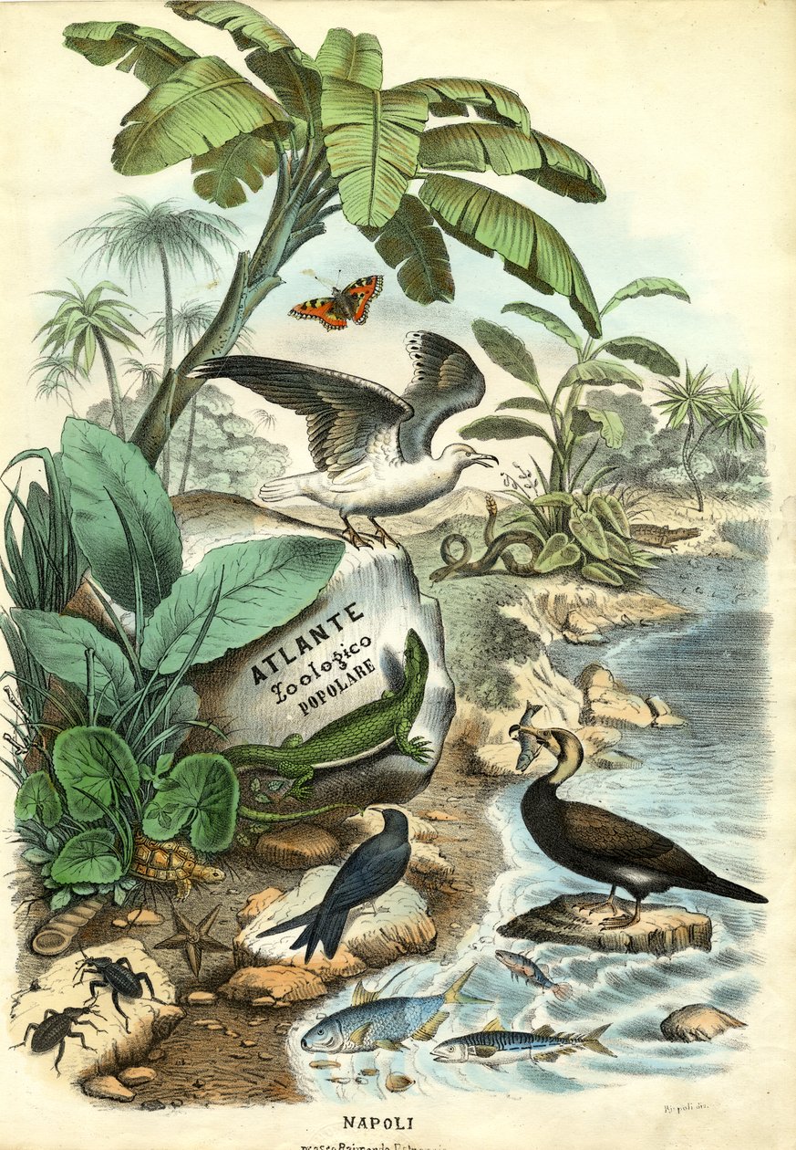 Strona tytułowa, 1863-79 autorstwa Raimundo Petraroja