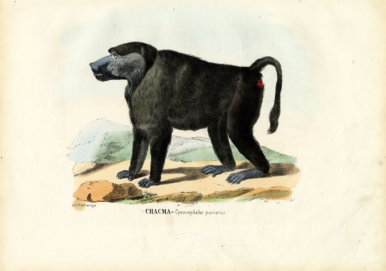 Pawian niedźwiedzi, 1863-79 autorstwa Raimundo Petraroja