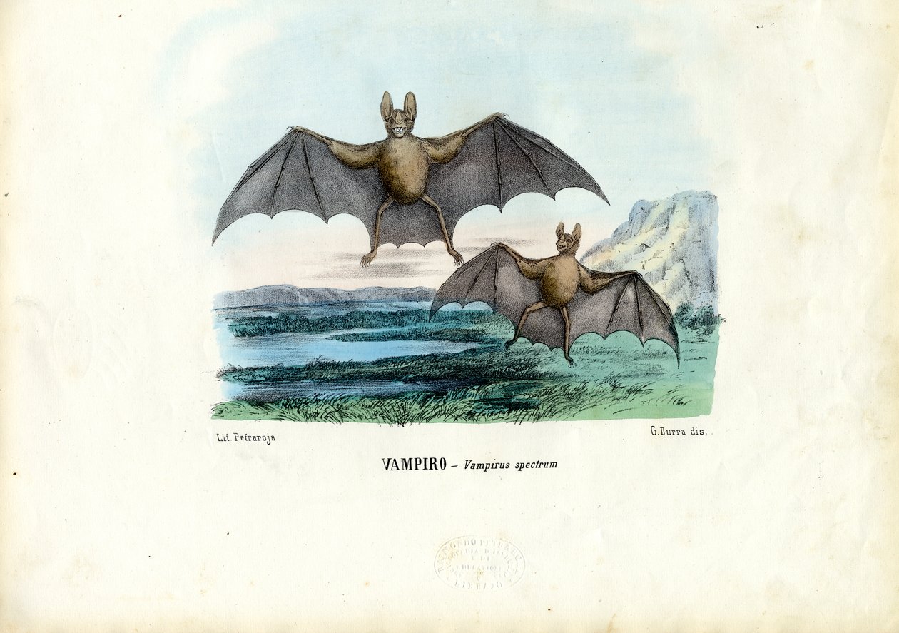 Nietoperz wampir, 1863-79 autorstwa Raimundo Petraroja