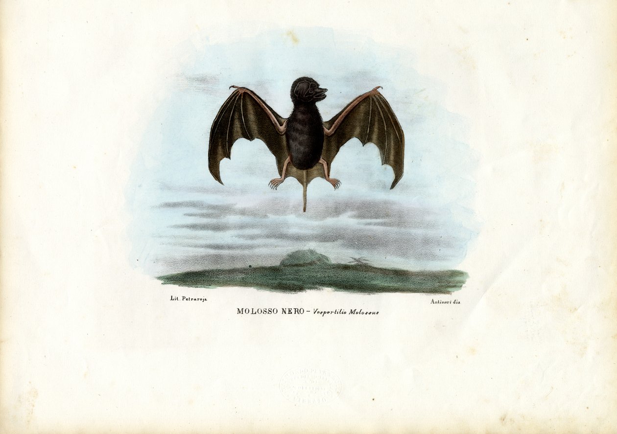 Nietoperz wolnoogonowy aksamitny, 1863-79 autorstwa Raimundo Petraroja