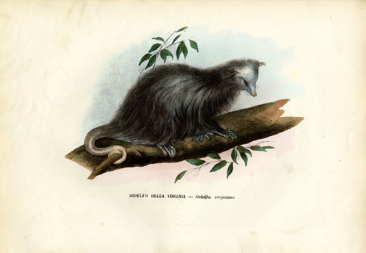 Virginia Opos, 1863-79 autorstwa Raimundo Petraroja