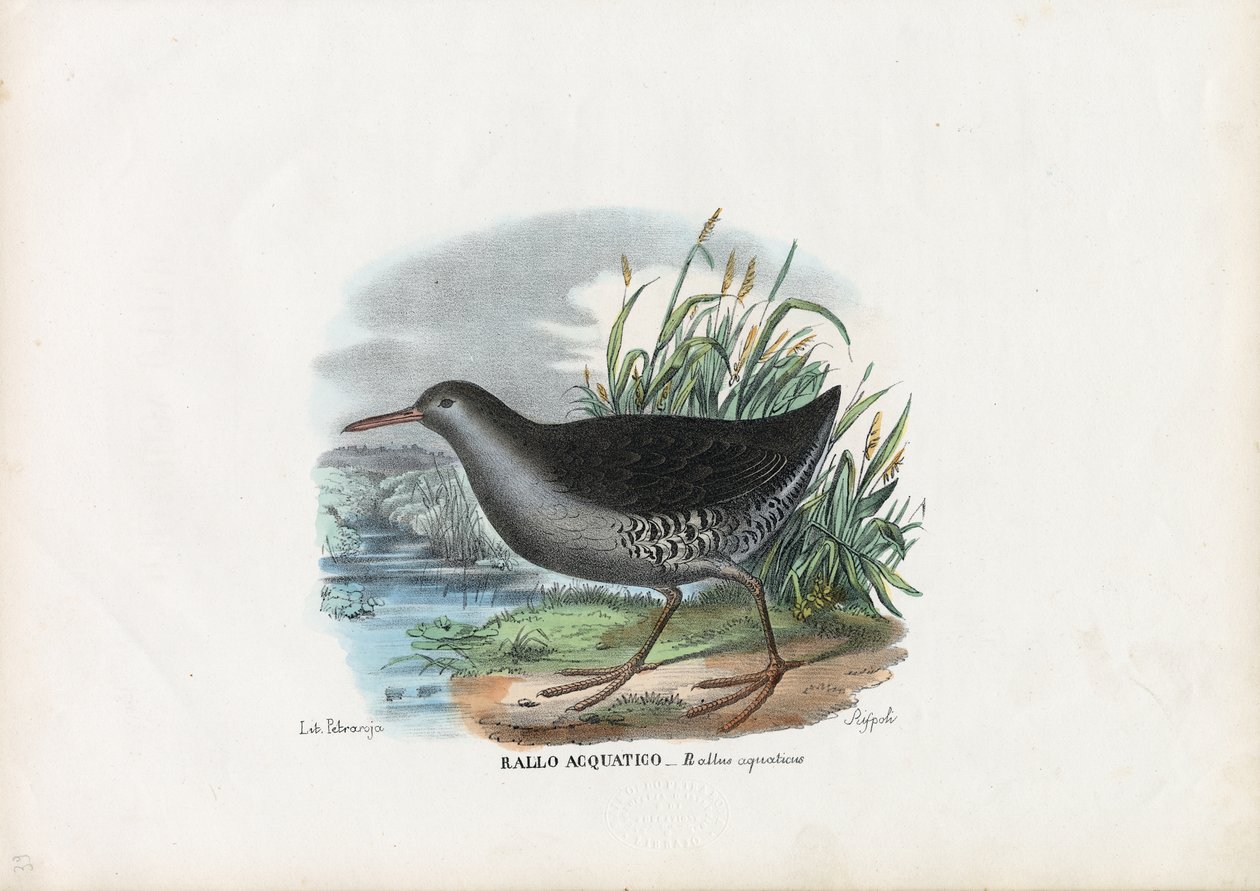 Kolej wodna, 1863-79 autorstwa Raimundo Petraroja