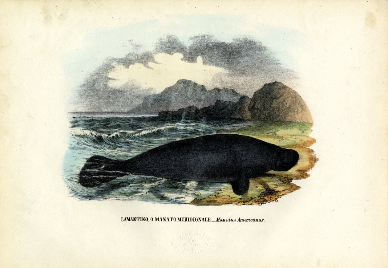 Manat z Indii Zachodnich, 1863-79 autorstwa Raimundo Petraroja
