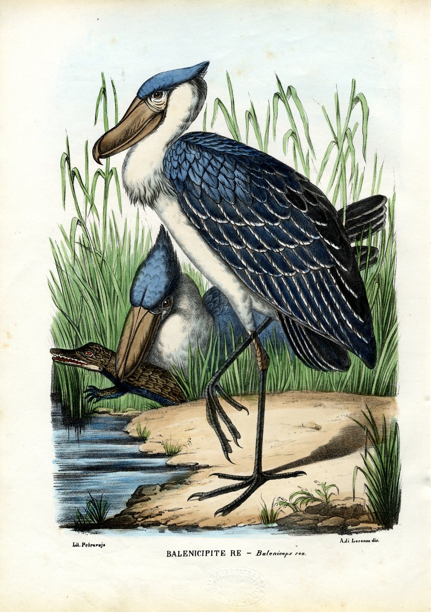 Głowica wieloryba, 1863-79 autorstwa Raimundo Petraroja