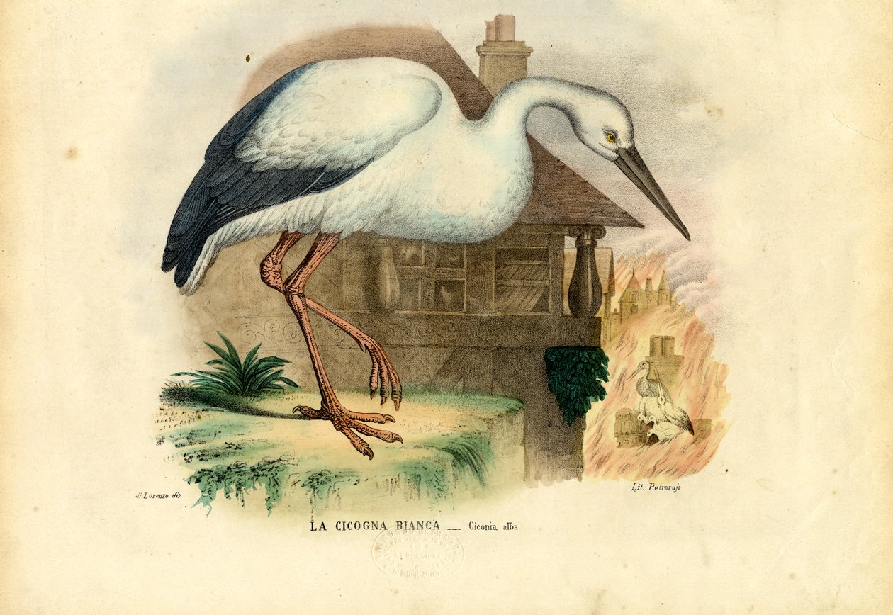 Bocian biały, 1863-79 autorstwa Raimundo Petraroja