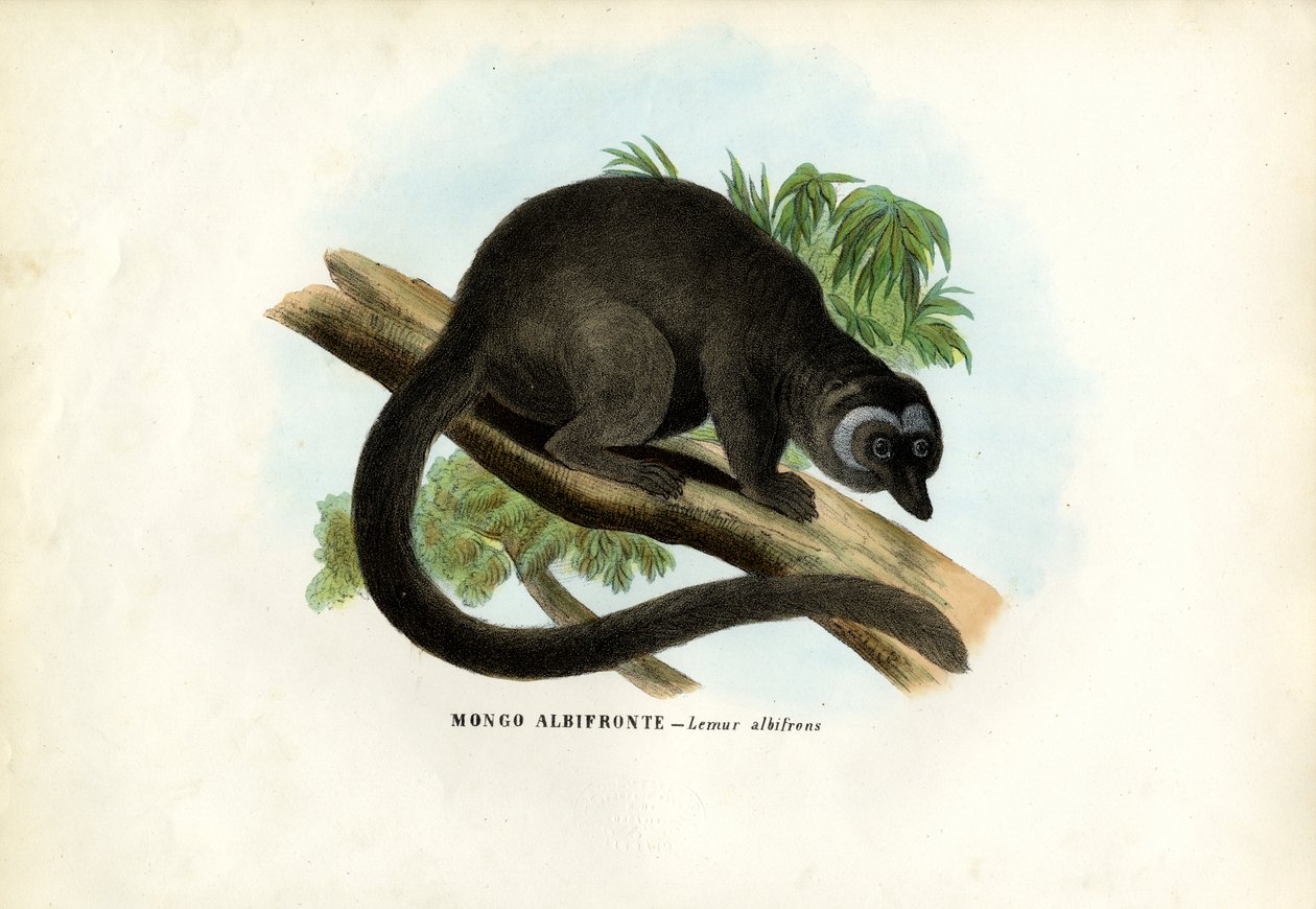 Lemur brunatny białogłowy, 1863-79 autorstwa Raimundo Petraroja