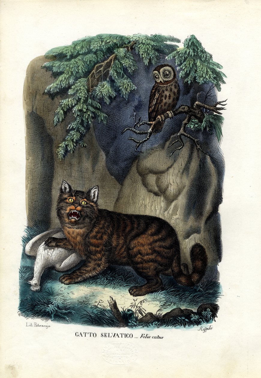 Żbik, 1863-79 autorstwa Raimundo Petraroja