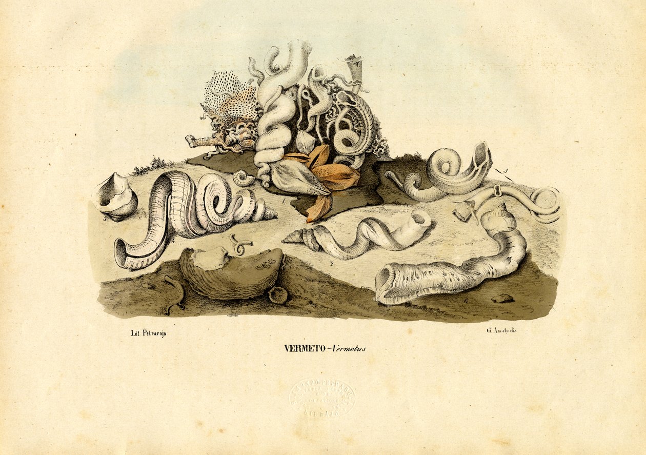 Ślimaki dżdżownicowe, 1863-79 autorstwa Raimundo Petraroja