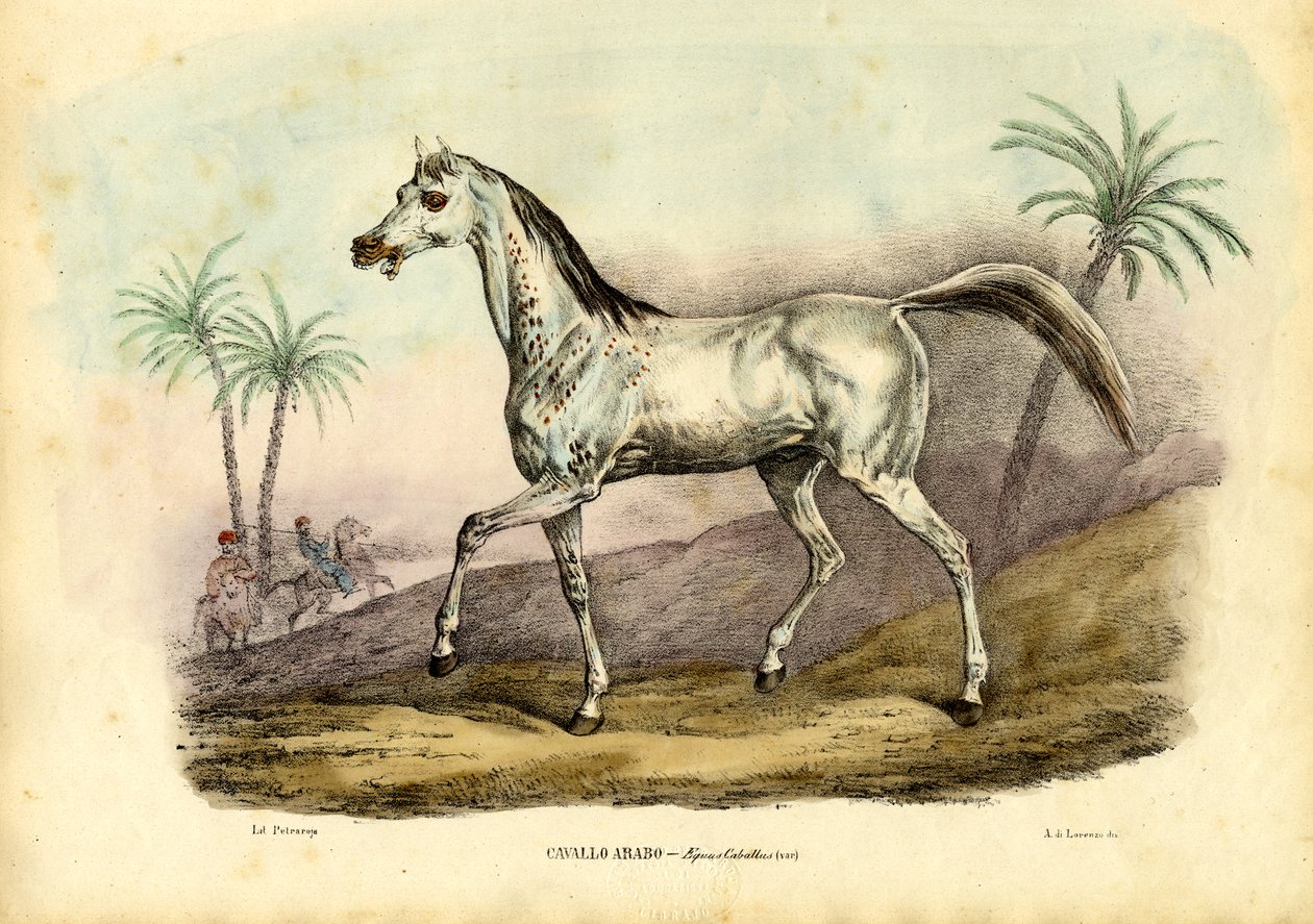 Koń arabski, 1863-79 autorstwa Raimundo Petraroja