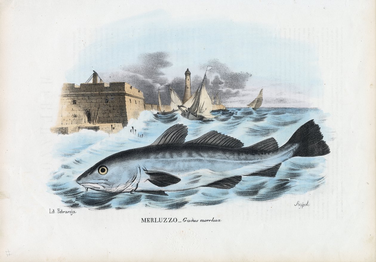 Dorsz atlantycki, 1863-79 autorstwa Raimundo Petraroja