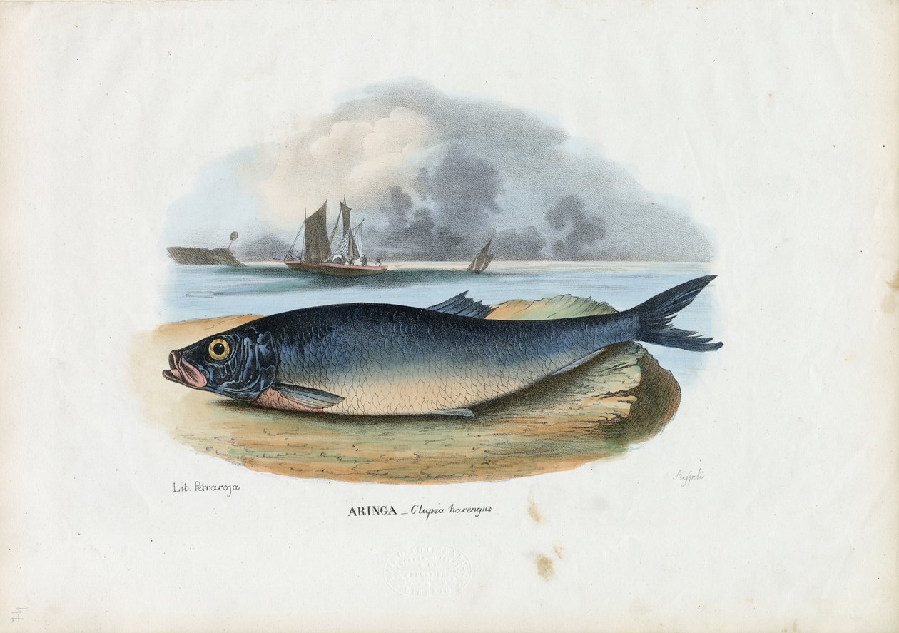 Śledź atlantycki, 1863-79 autorstwa Raimundo Petraroja