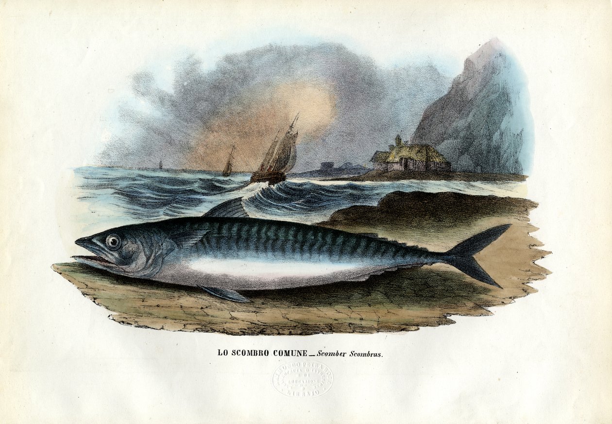 Makrela atlantycka, 1863-79 autorstwa Raimundo Petraroja