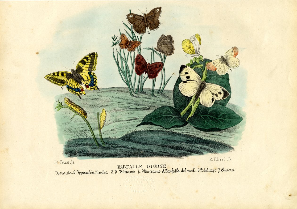 Motyle, 1863-79 autorstwa Raimundo Petraroja