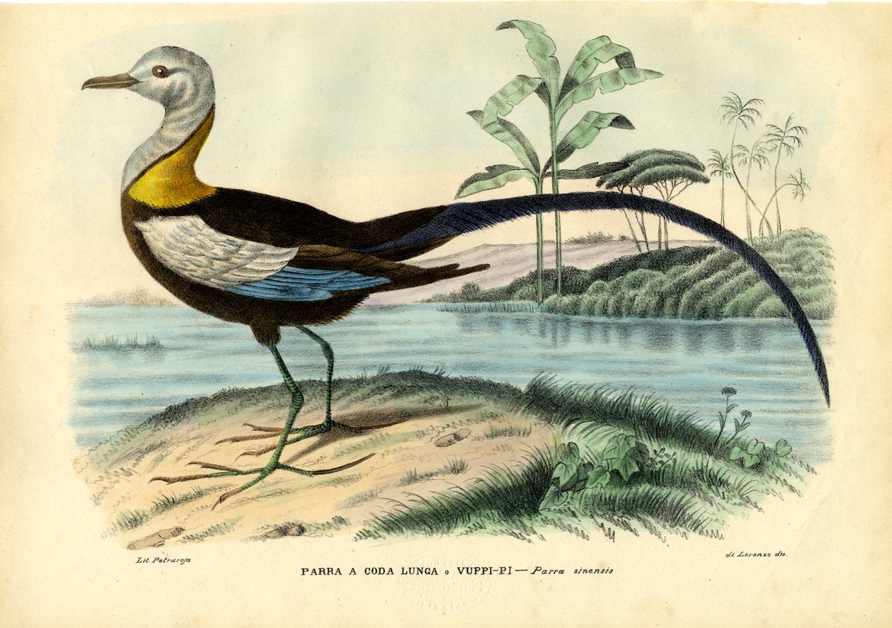Chińska Jacana, 1863-79 autorstwa Raimundo Petraroja