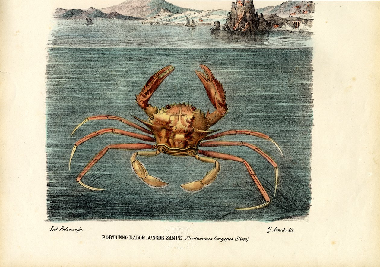 Skorupiaki, 1863-79 autorstwa Raimundo Petraroja