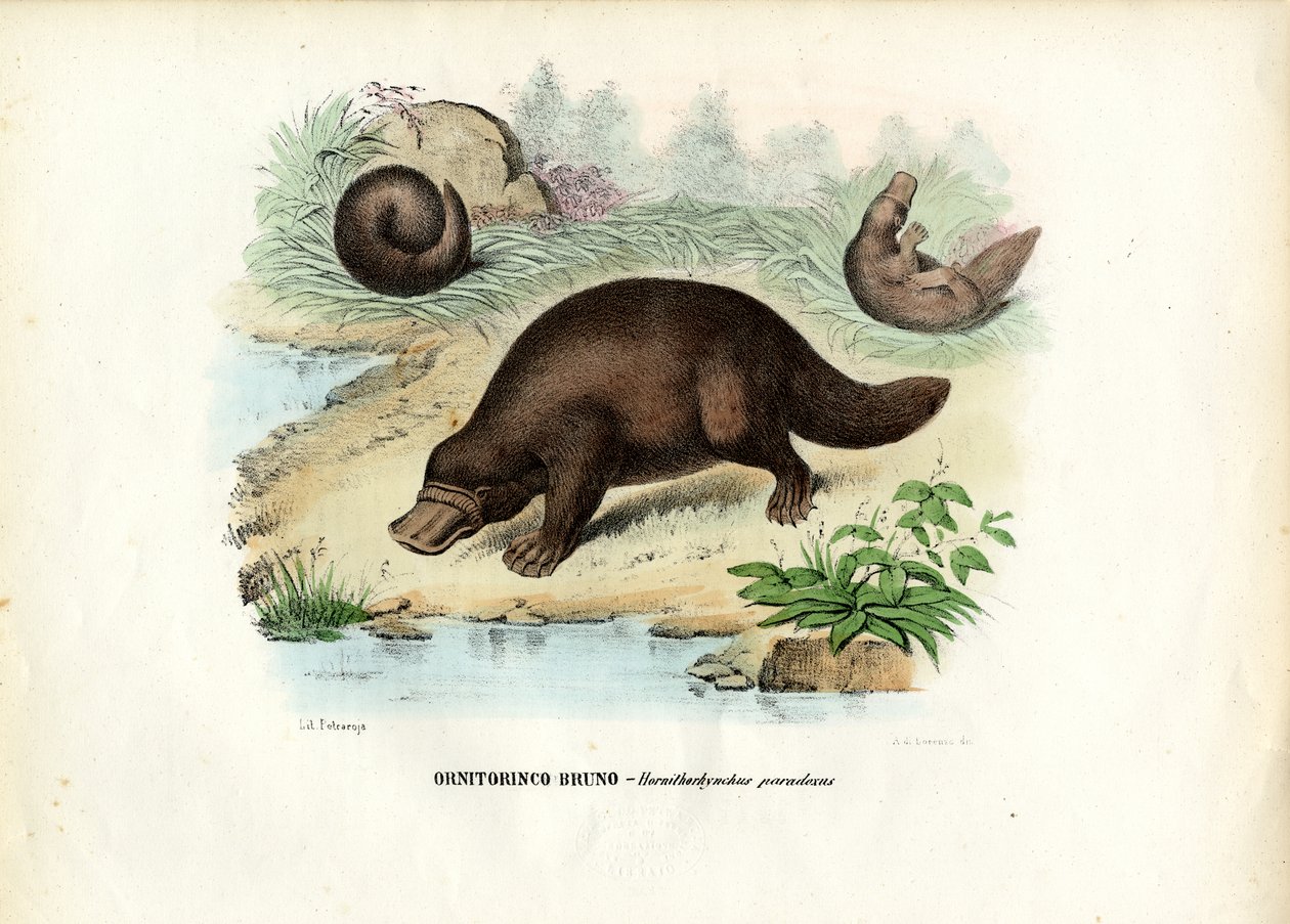 Dziobak kaczodzioby, 1863-79 autorstwa Raimundo Petraroja