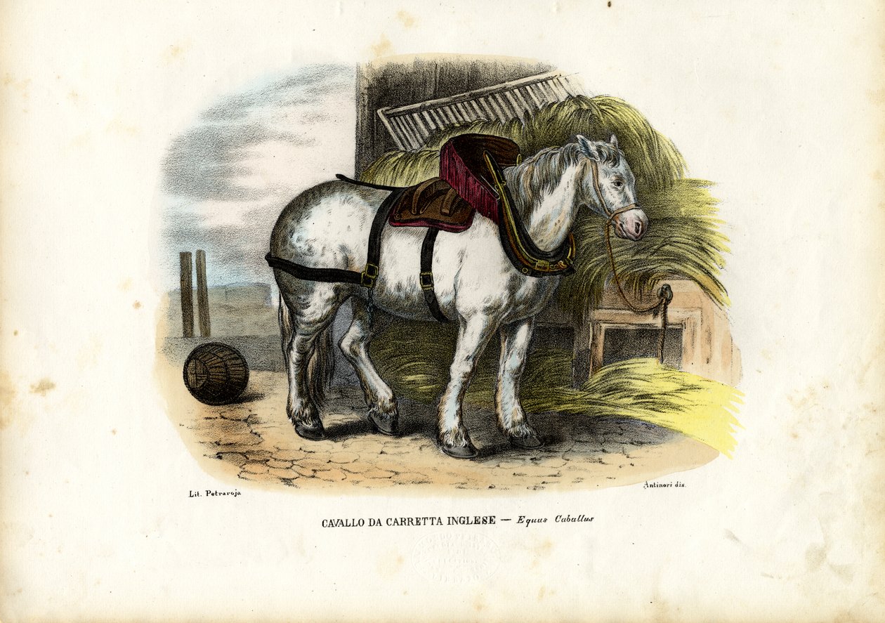 Angielski koń gospodarski, 1863-79 autorstwa Raimundo Petraroja