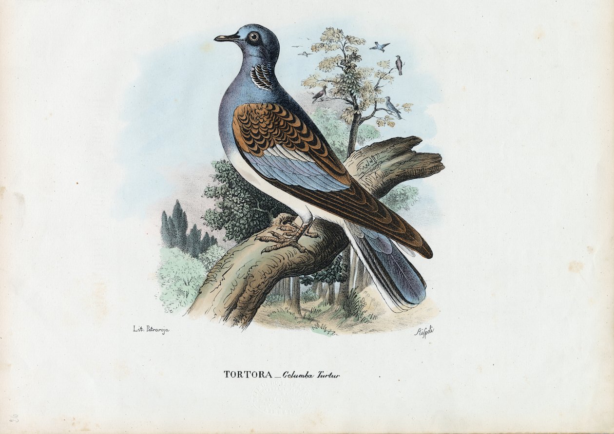 Żółw europejski, 1863-79 autorstwa Raimundo Petraroja