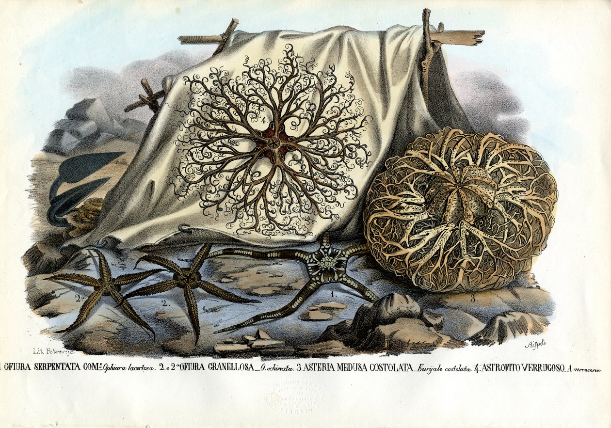 Głowa Gorgonowej, 1863-79 autorstwa Raimundo Petraroja