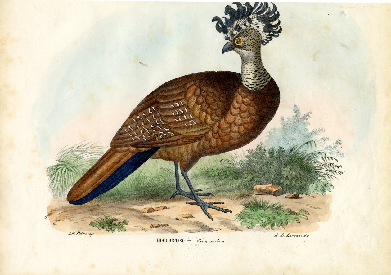 Wielki Curassów, 1863-79 autorstwa Raimundo Petraroja