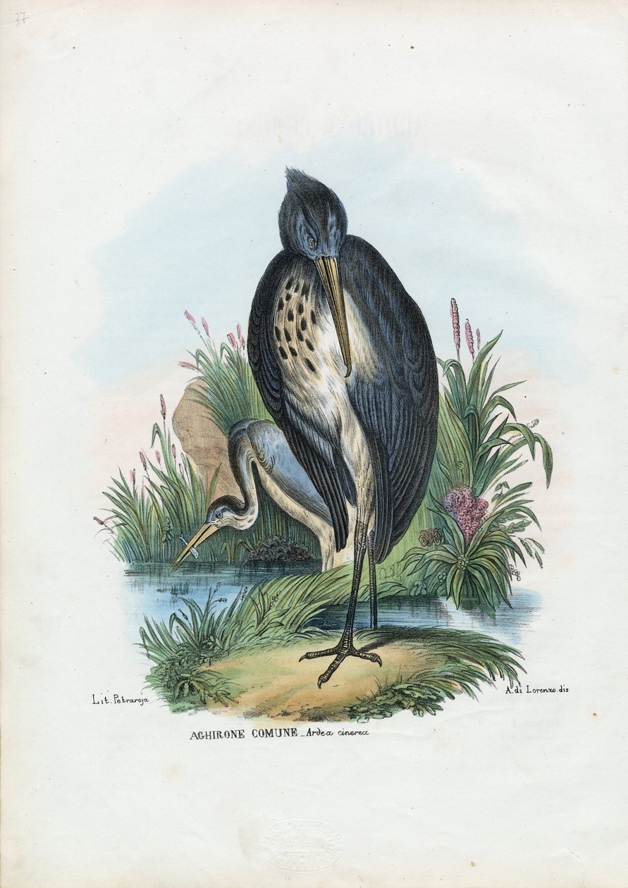 Czapla Siwa, 1863-79 autorstwa Raimundo Petraroja