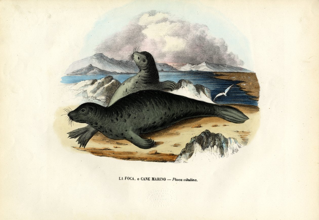 Foka pospolita, 1863-79 autorstwa Raimundo Petraroja