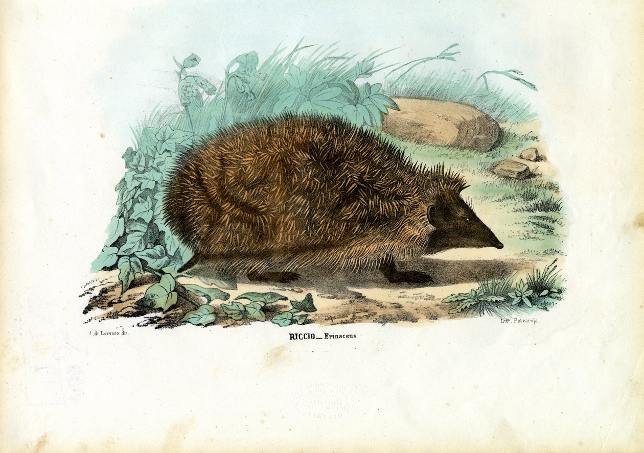 Jeż, 1863-79 autorstwa Raimundo Petraroja