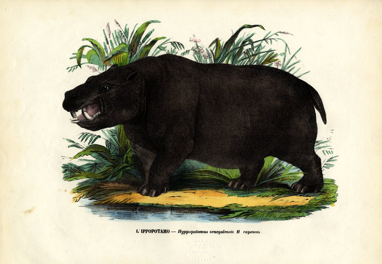 Hipopotam, 1863-79 autorstwa Raimundo Petraroja