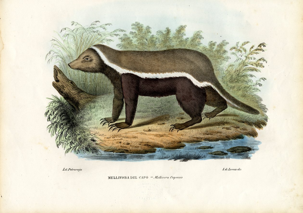 Honey Badger, 1863-79 autorstwa Raimundo Petraroja