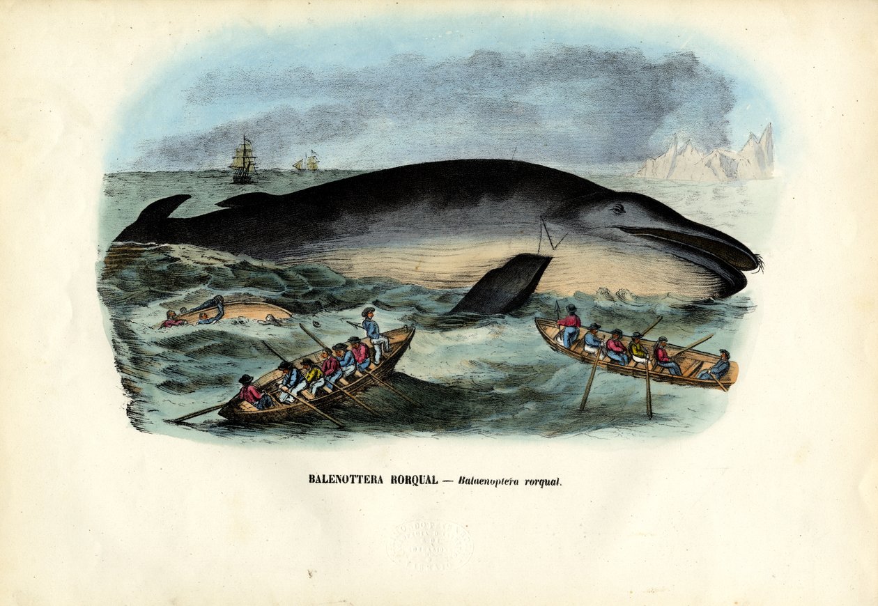 Wieloryb garbaty, 1863-79 autorstwa Raimundo Petraroja