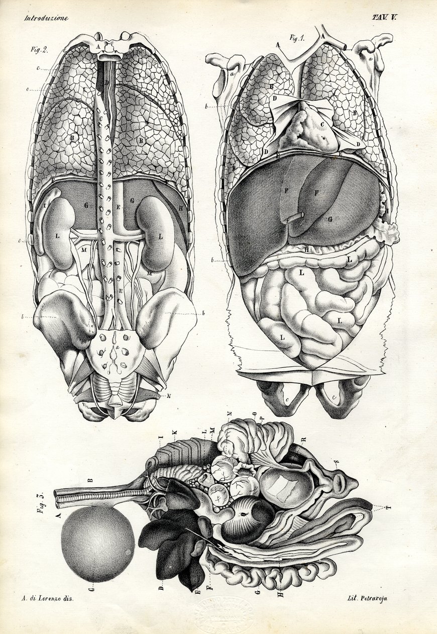Jelita, 1863-79 autorstwa Raimundo Petraroja