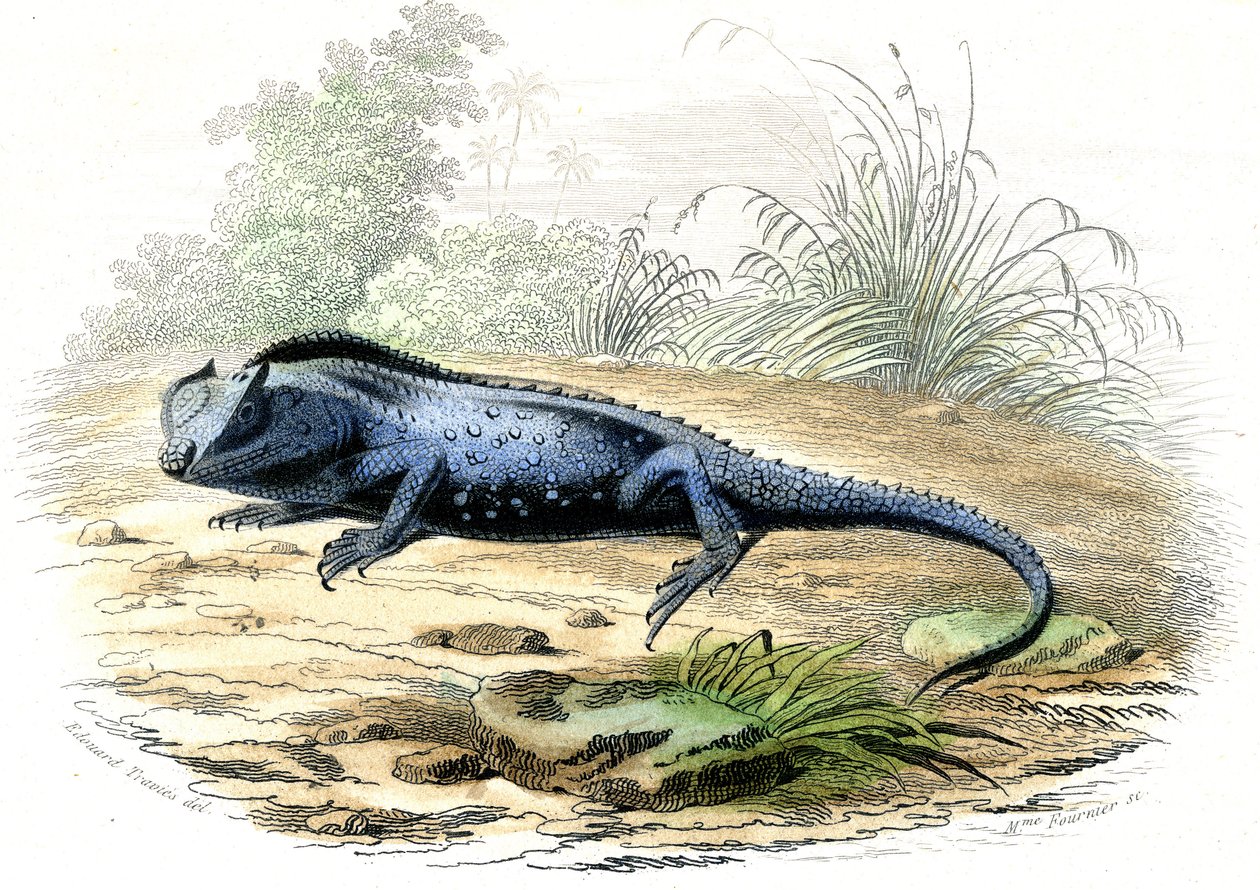 Rozwidlona głowa (Lyriocephalus margaritaceus) - Tablica wydobyta z Histoire Naturelle przez Bernarda Germaina de Lacepede (1856-1925), wydanie P.Furme, Paryż autorstwa Raimundo Petraroja