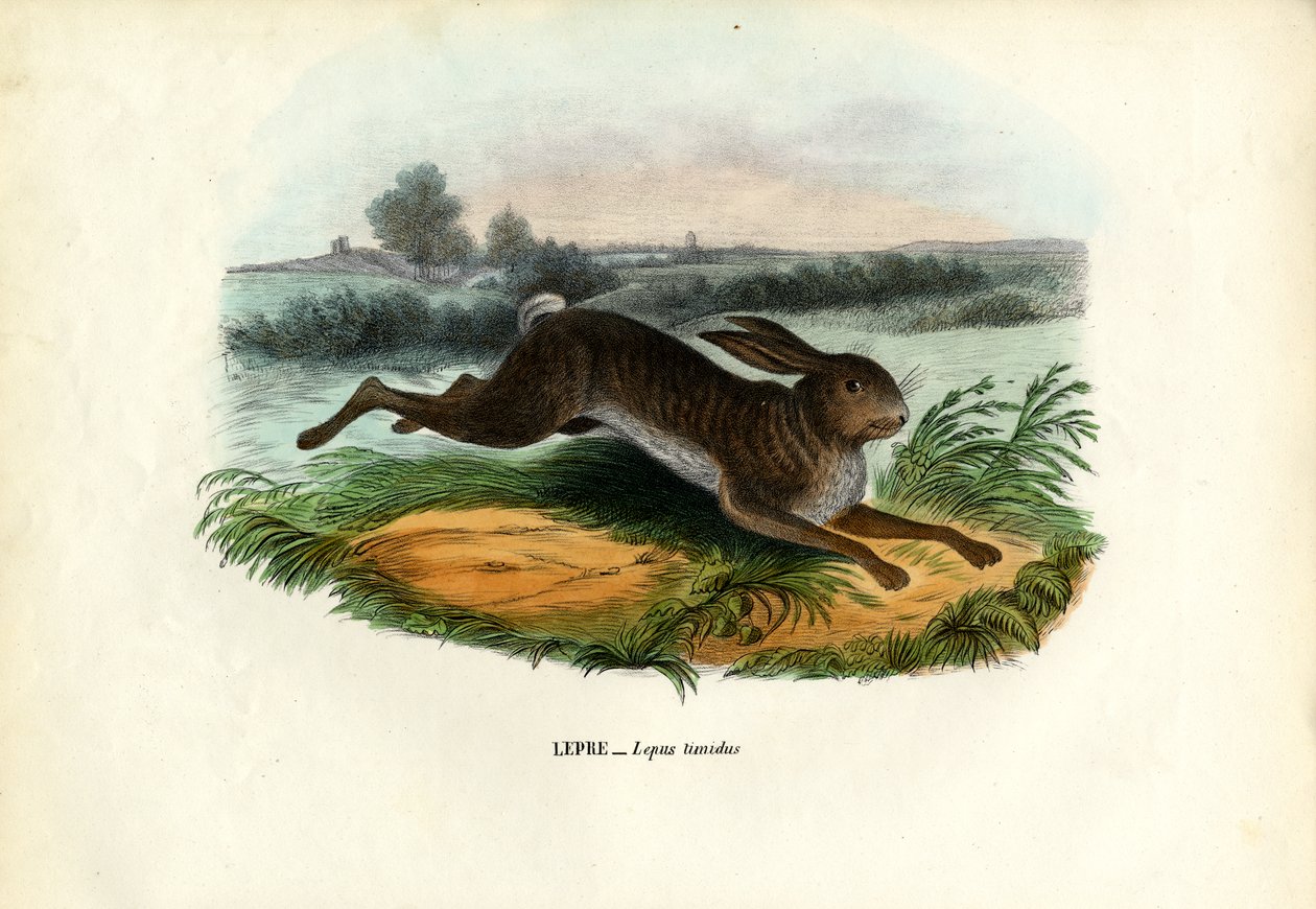 Zając górski, 1863-79 autorstwa Raimundo Petraroja