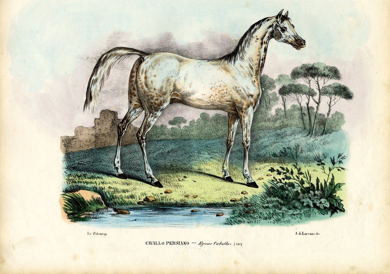 Koń perski, 1863-79 autorstwa Raimundo Petraroja