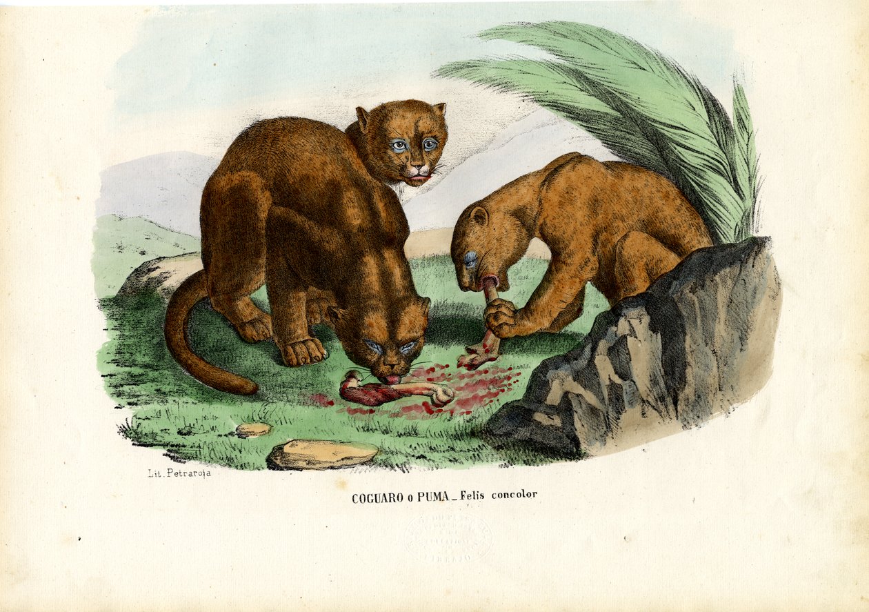 Puma, 1863-79 autorstwa Raimundo Petraroja