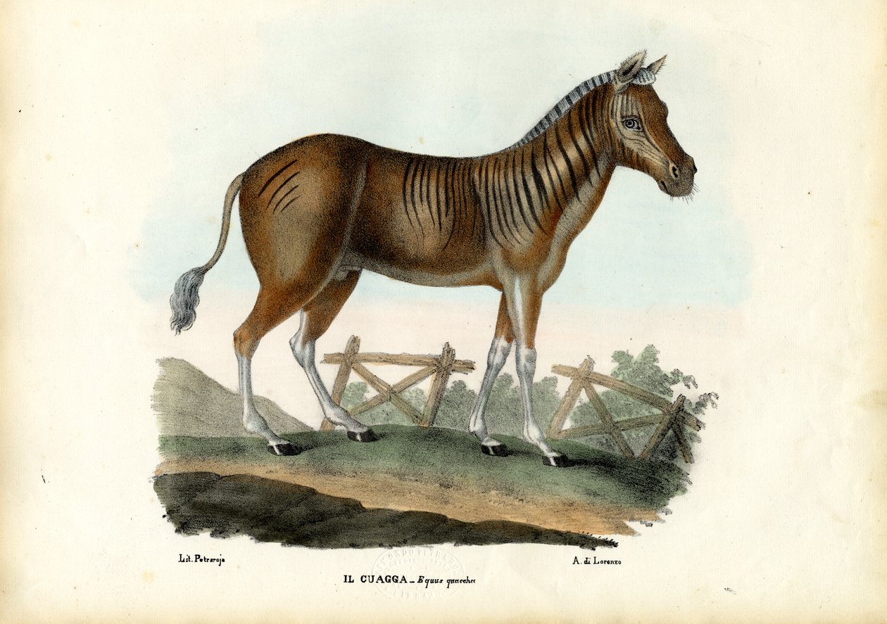Kwagga, 1863-79 autorstwa Raimundo Petraroja
