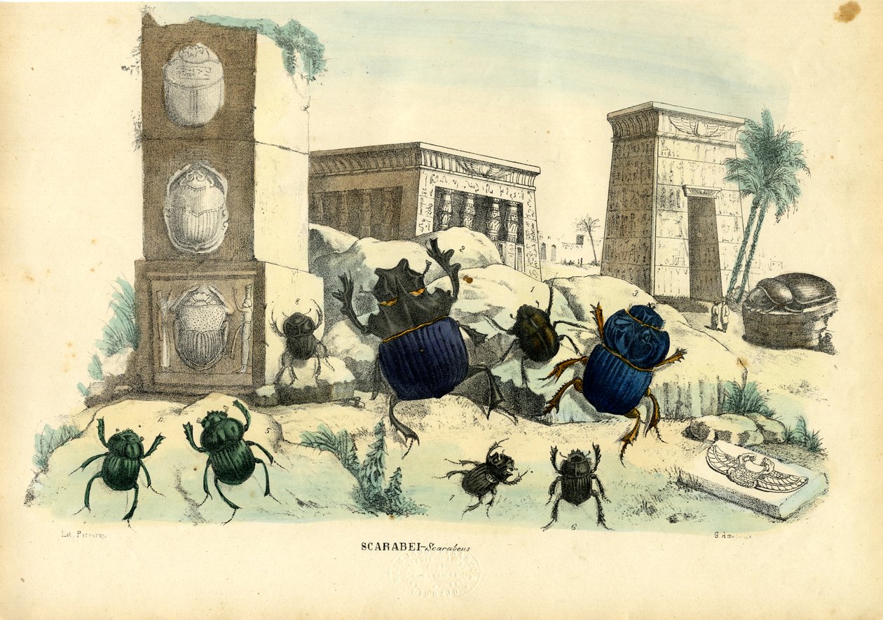 Chrząszcze skarabeusze, 1863-79 autorstwa Raimundo Petraroja