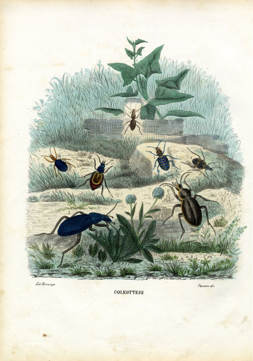 Tygrys i biegaczowate, 1863-79 autorstwa Raimundo Petraroja