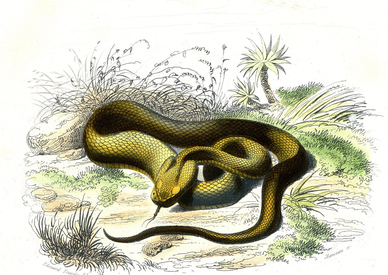Grot włóczni żmii (Cophias Lanceolatus) - Tablica z Historii naturalnej Bernarda Germaina de Lacepede (1856-1925), wydanie P.Furme, Paryż autorstwa Raimundo Petraroja