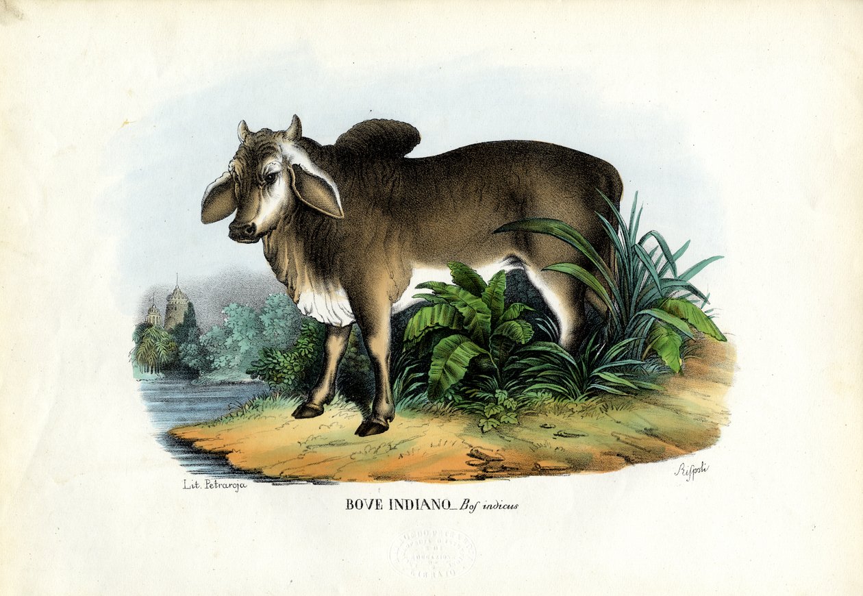 Zebu, 1863-79 autorstwa Raimundo Petraroja