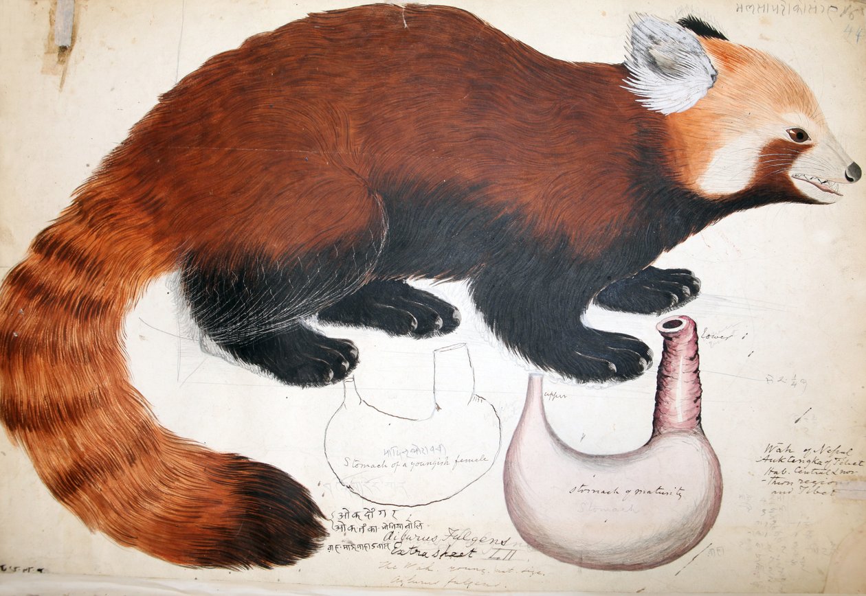 Hodgson Manusscripts Red Panda, 1831-47 (toaleta, długopis, atrament i ołówek na papierze) autorstwa Raj Man Singh