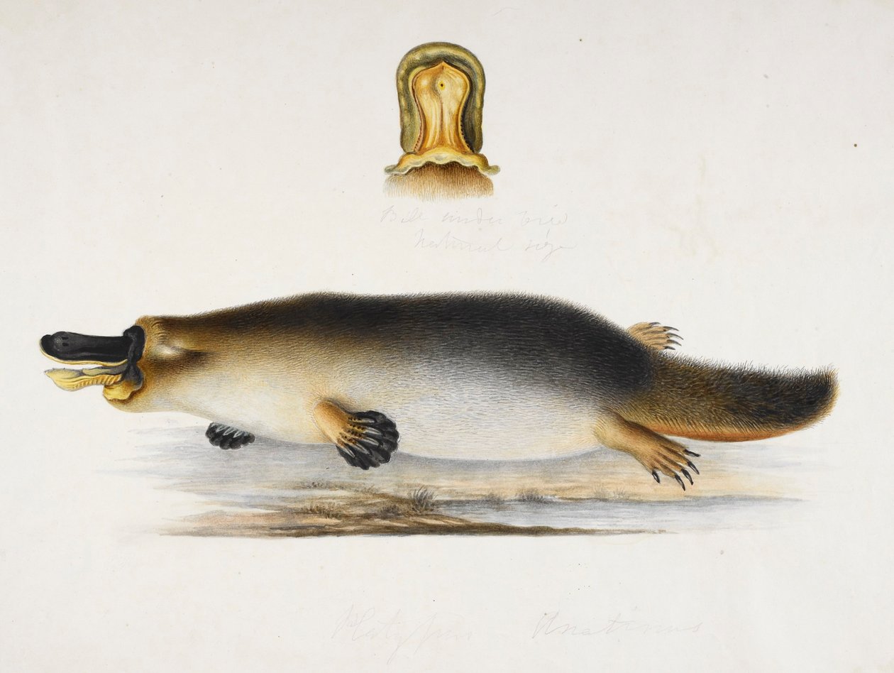 Dziobak kaczy dziobak przy basenie, ze szczegółem jego dzioba, ok. 1820 autorstwa Ram Sita