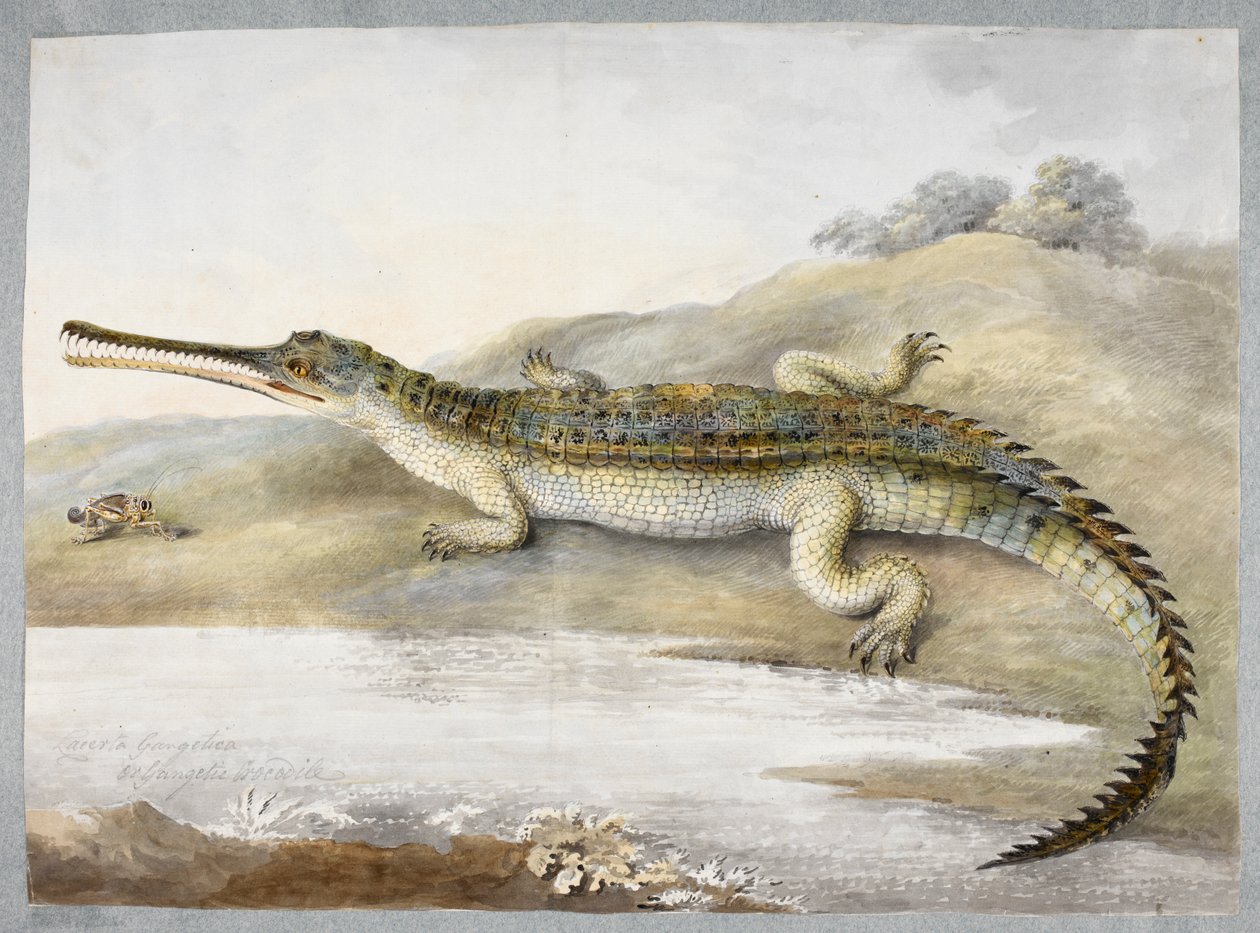 Krokodyl gherialowy lub gangeski twarzą w twarz z konikiem polnym, ok. 1820 r. (akwarela na papierze) autorstwa Ram Sita
