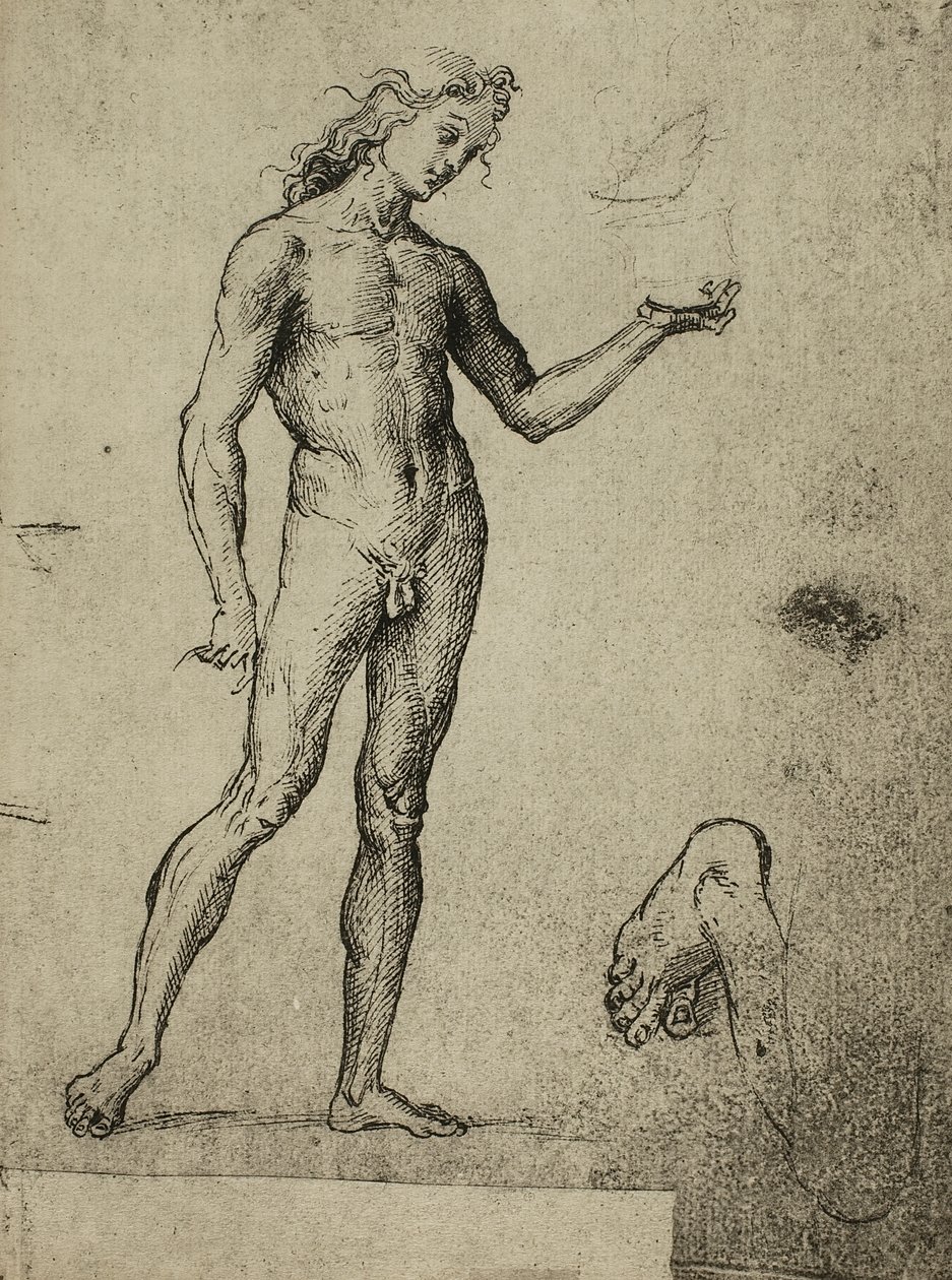 Męskie studium nagości; rysunek Rafaela. Gallerie dellAccademia, Wenecja autorstwa Raffaello Sanzio Raphael