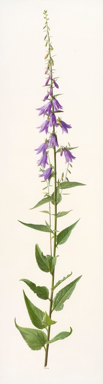 Adenophora species (olej na papierze) autorstwa Raymond Booth