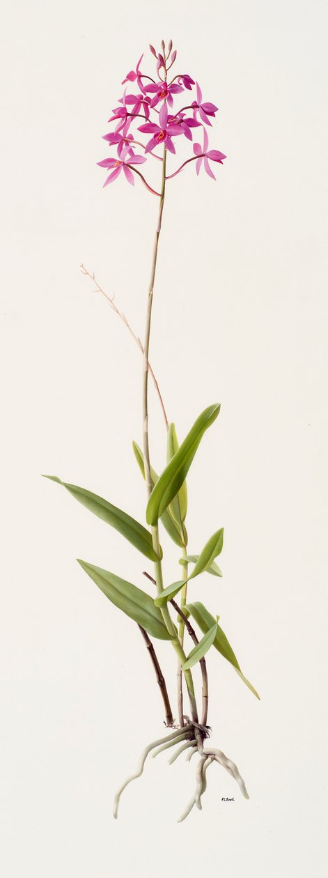 Barkeria skinneri (olej na papierze) autorstwa Raymond Booth