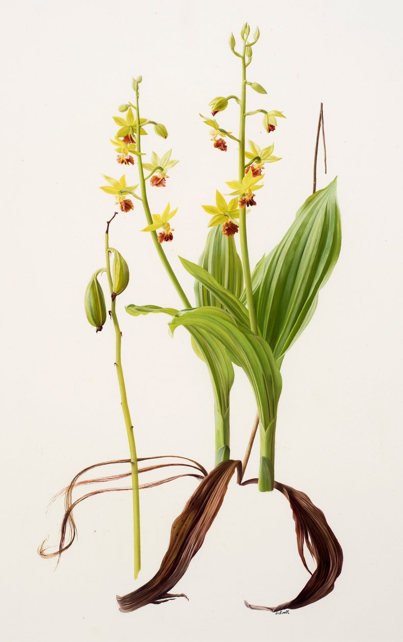 Calanthe tricarinata (olej na papierze) autorstwa Raymond Booth