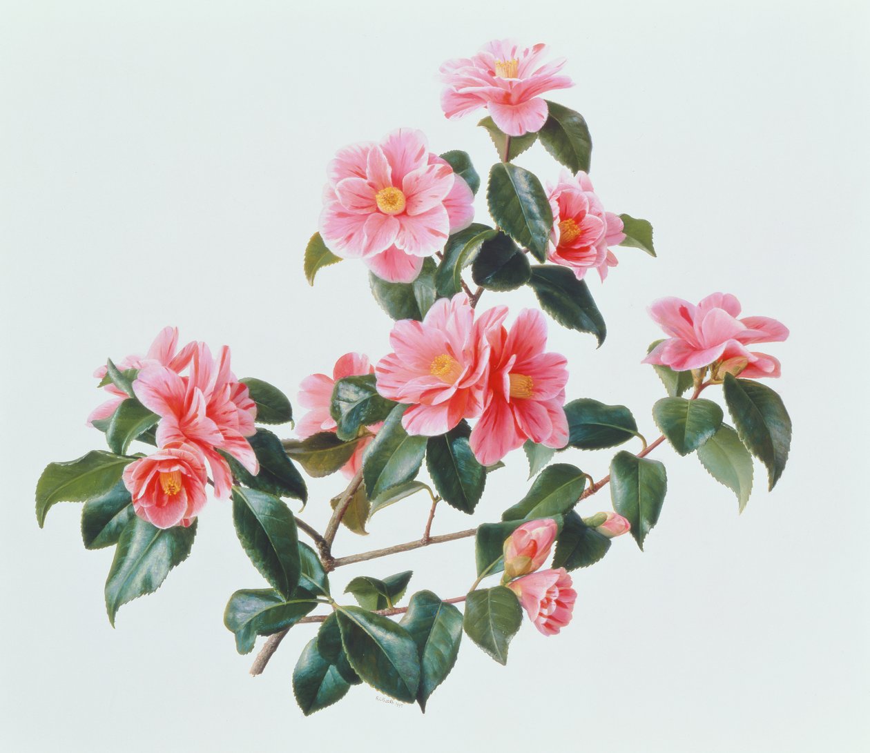 Camellia Japonica Tricolor autorstwa Raymond Booth